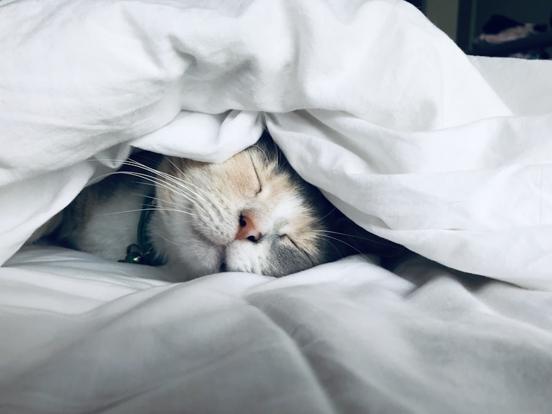 INFJ 睡眠复原仪式：夜间修复身心的三层设计